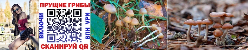 Галлюциногенные грибы MAGIC MUSHROOMS  где купить наркоту  блэк спрут онион  Сокол 